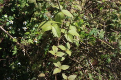 Clematis leschenaultiana