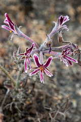 Pelargonium caledonicum