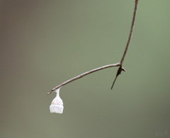 Liocranidae