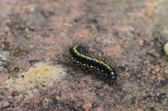 Callimorpha dominula