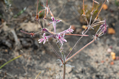 Pelargonium caledonicum