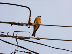 Tyrannus melancholicus