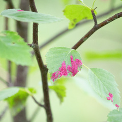 Acalitus longisetosus