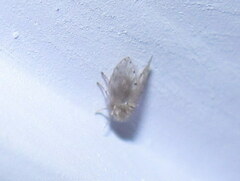 Psychoda alternata