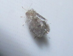 Psychoda alternata