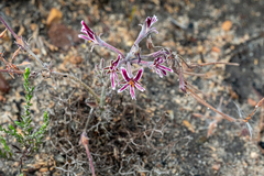 Pelargonium caledonicum