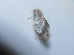 Psychoda alternata