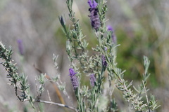 Lavandula stoechas