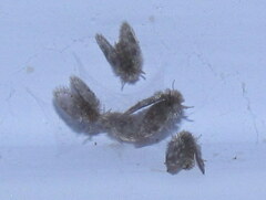 Psychoda alternata