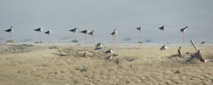 Himantopus himantopus