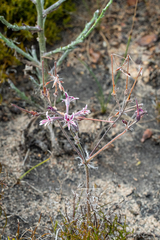 Pelargonium caledonicum
