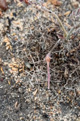Pelargonium caledonicum