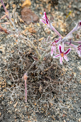 Pelargonium caledonicum