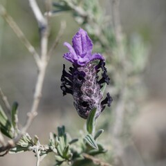 Lavandula stoechas