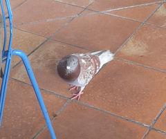 Columba livia domestica