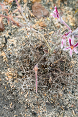 Pelargonium caledonicum