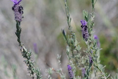 Lavandula stoechas