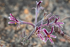 Pelargonium caledonicum