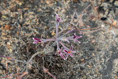 Pelargonium caledonicum