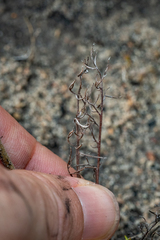 Pelargonium caledonicum