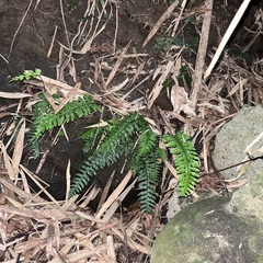 Hymenasplenium pubirhizoma
