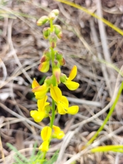Wiborgiella