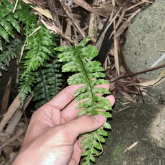 Hymenasplenium pubirhizoma