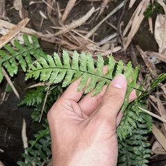 Hymenasplenium pubirhizoma