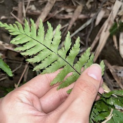 Hymenasplenium pubirhizoma
