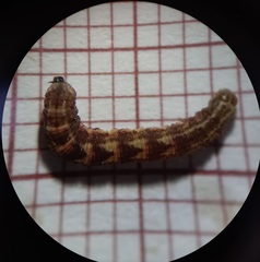 Gymnoscelis rufifasciata
