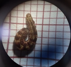 Gymnoscelis rufifasciata