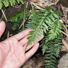 Hymenasplenium pubirhizoma