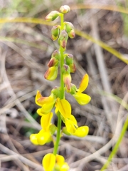 Wiborgiella