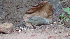 Argya striata
