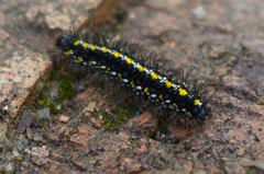 Callimorpha dominula