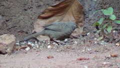 Argya striata