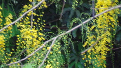 Cassia fistula