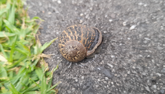 Cornu aspersum
