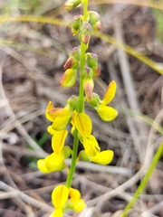 Wiborgiella