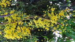 Cassia fistula