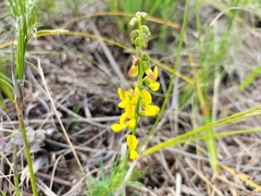 Wiborgiella