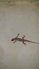 Hemidactylus platyurus