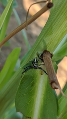 Thyene coccineovittata