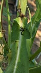 Thyene coccineovittata