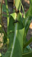 Thyene coccineovittata