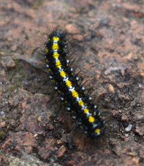 Callimorpha dominula