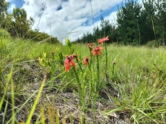 Erica cerinthoides cerinthoides