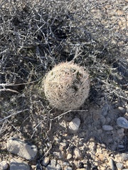 Escobaria chlorantha