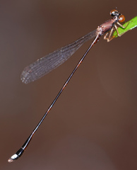 Protosticta versicolor