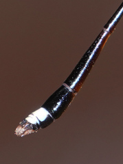 Protosticta versicolor